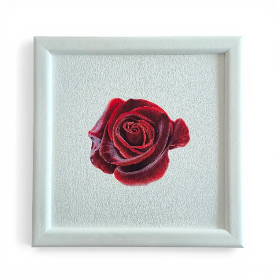 Gül Suluboya Fine Art Baskı - 1